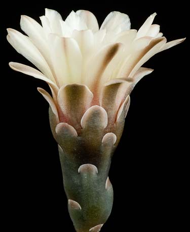 Gymnocalycium intertextum P 81